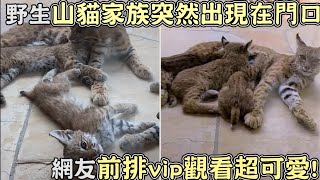 野生山貓家族突然出現在門口,網友傻眼vip觀看超可愛!｜貓咪｜寵物｜動物｜搞笑｜山貓