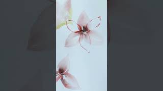 How to paint watercolor Christmas flower #shorts #shortsvideo #watercolortutorial #shortvideo