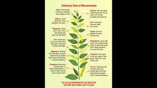 Deficiency Chart Of Micronutrients