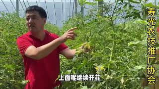 小番茄亩产两万斤，用这个肥料就能做到！来看看长得怎么样？