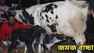 জমজ বাচ্চা সহ গাভী। জোড়া বাচ্চা ও গাভীর দাম জানুন। রাত্রী ডেইরি ফার্ম