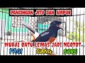 PANCINGAN MURAI BATU GACOR EMOSI‼️ AMPUH BIKIN MURAI MALAS LANGSUNG NYAUT BONGKAR ISIAN