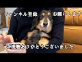 【老犬】肉球ケア中の犬がお殿様