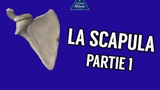 La Scapula - Partie 1