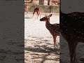 beautiful deer হরিণ 🦌🦌