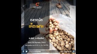 นักข่าวพลเมือง : ตลาดนัดเห็ดเผาะ อ.ฮอด จ.เชียงใหม่ l 6 มิ.ย. 2563 l 19.00 น.