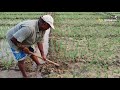 இலங்கையில் எங்கள் கிராம வயல்வெளி jaffna our village paddy field ks_shankar vaddukoddai jaffna