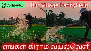 இலங்கையில் எங்கள் கிராம வயல்வெளி! Jaffna our village paddy field! #ks_shankar #vaddukoddai #jaffna