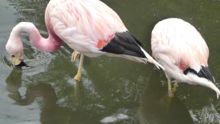 Andean flamingos filtering feeding