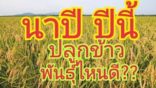 นาปี...ปีนี้  ปลูกข้าว..พันธุ์ไหนดี ?  ที่นี่...มีคำตอบ  🌾🌾 สนใจพันธุ์ข้าว 0899428684  0925164252