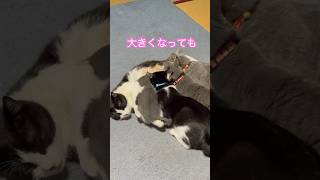 ネコと子ネコとおじさん　大きくなってもママ大好きニャンズ　#shorts #cat #cats #ねこ #ねこのいる生活 #猫 #保護猫 #子猫 #kitty #ハチワレニャニャーン #毛玉ニャンコ