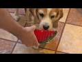 biosafe watermelon dog toy 1