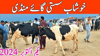 Khushab Cow Mandi | Australian Friesian Cholistani Cross Cow || Mandi Star