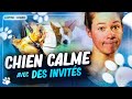 Comment avoir un chien calme avec des invités ? | Laetitia Gonnon - Eduzen