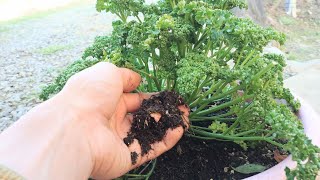 パセリの育て方・冬でも繰り返し収穫できます   2021/12/22   Parsley cultivation that is easy to grow even in winter