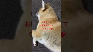 【秋田犬くま】お腹を触らせてくれました♡