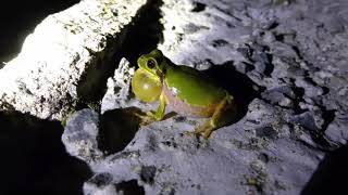 鳴嚢の黄色いニホンアマガエル Hyla japonica