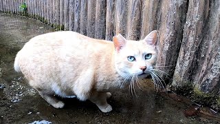 公園でクリーム色の猫を見掛けたので近づいてナデナデしたら他の猫も集まってきた