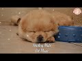 20 hours of dog calming music💖🐶healing music for dog sleep🐶separation anxiety music💖⭐healingmate