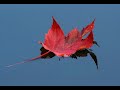 Alexandre Desplat - Frankenstein - Floating leaf