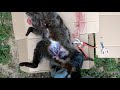 583【狩猟】電殺されたアライグマ（オス）の解体～内臓だして勉強する～