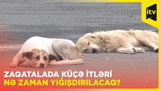 Təhlükə mənbəyinə çevrilən küçə itlərinin əsas hədəfi azyaşlı uşaqlardır