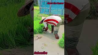 #আমন ধানে,  বিচ তোলা ব্যস্ত  কৃষক #viral video #short video #subscribe #channel follow #