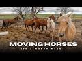 Release the foals!