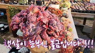 5월12일 ㅡ정원다육ㅡ 햇살이 너무좋은 불금입니다.정원댁과 오손도손 이야기꽃을 피워봐요. 정원댁010.7370.2040