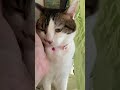 『おそかったよ〜』の甘えんぼ猫🐈アメショ雑種あおいwhitecat【猫動画】