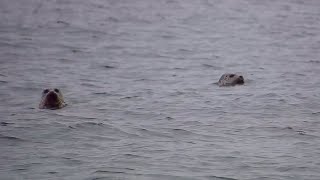 Curious Spotted Seals | Our Special Friendship