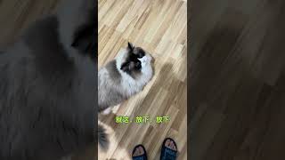 长得好看就是能当饭吃#猫 #cute #萌宠出道计划 #funny