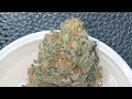 Organic Cannabis Grow Ethos Genetics, In House Genetics, Water Only Top Shelf Cannabis