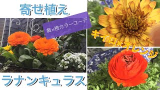 ハンギングバスケット入れ替え【寄せ植え】