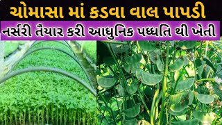 કડવા વાલ પાપડી ની અગેતી ખેતી | ઉનાળા સમય સુધી તોડી ને તોડી થાકી જશો [ ડબલ  ઉત્પાદન ]  #real farming