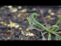 蝕問鴨答 能餵巢型毛氈苔吃蚊子嗎？ feeding drosera nidiformis mosquitoes