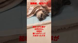 起き上がる事が出来ません #認知症犬 #パグ #shorts