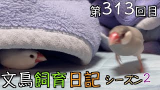 文鳥飼育日記シーズン2第313回目