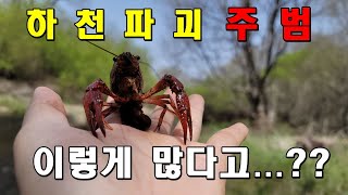 2탄)미쳤습니다..하천을 아작내는 미국가재 잡으러 갔는데..