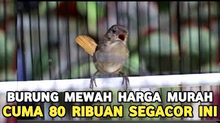 DILUAR AKAL KITA..! BURUNG GACOR SEMEWAH INI CUMA 80 RIBUAN DI PASAR BURUNG PRAMUKA