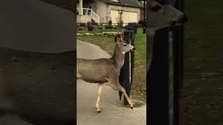 Fork Horn Mule Deer Living His Best Life! 🦌 #muledeer #buck