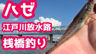 【釣り】初めての桟橋ハゼ釣り！【江戸川放水路】