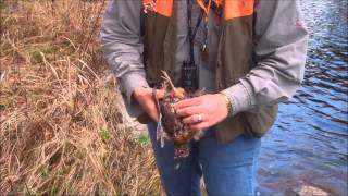 How to Clean a Woodcock or How to Field Dress a Woodcock, Cabins at Lopstick