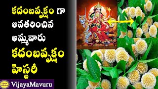 దేవతావృక్షం కదంబ చెట్టు/Kadamba vruksham/kadamba vruksham benefits/kadambam/kadamba tree importance