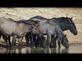 american horses official trailer nature pbs