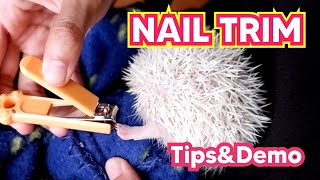 POTONG KUKU | Hedgehog Nail Trimming