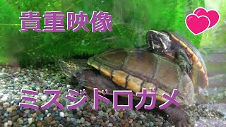 貴重な映像、ミスジドロガメの交尾。