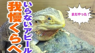 フトアゴヒゲトカゲ☆おちょこさん☆今日はいらないアピール Bearded Dragon