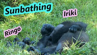 Gorilla mom Iriki and baby Ringo enjoy the warm and sunny day / 金剛媽媽Iriki 跟寶寶Ringo享受日光浴