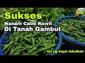 Begini cara saya sukses menanam cabe rawit di tanah gambut | panduan menanam cabe rawit